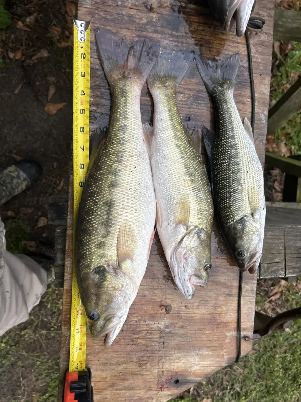 Mad Fishing  review photo